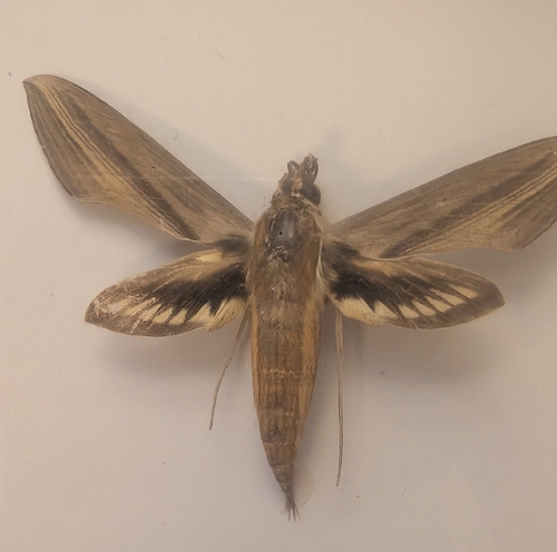 Tersa Sphinx