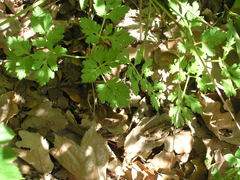 Physospermum cornubiense