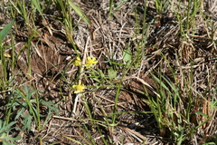 Ranunculus rhomboideus