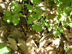 Physospermum cornubiense