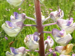Lupinus oreganus