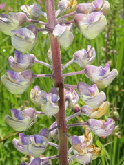 Lupinus oreganus