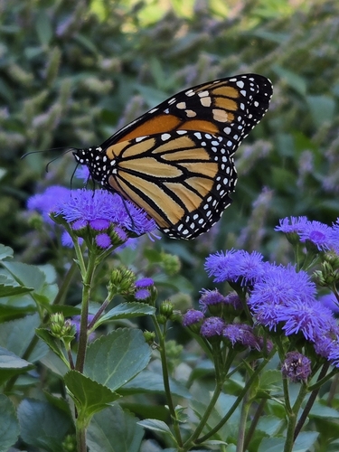 Monarch