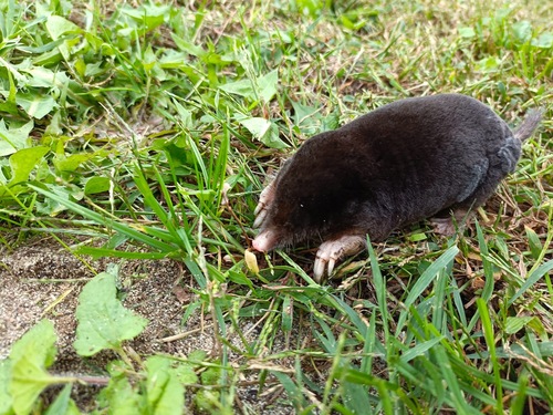 European Mole