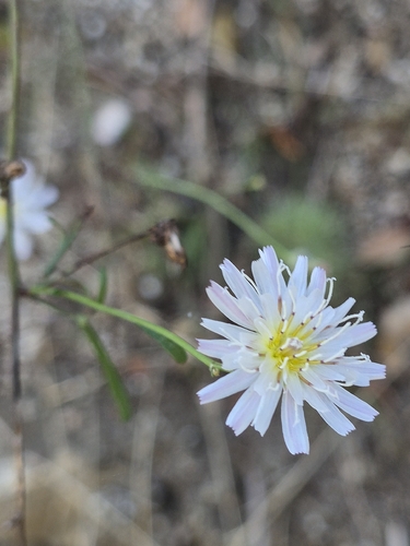 Malacothrix saxatilis observed 2026-10-13