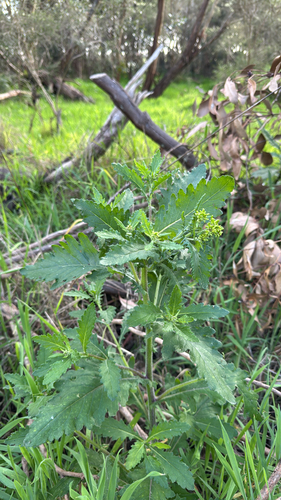 Senecio biserratus, 2026-10-13