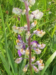 Lupinus oreganus