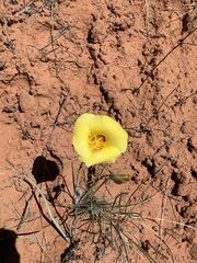Calochortus aureus