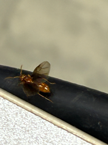 Larger Citronella Ant