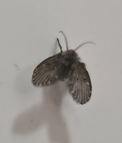 Bathroom Moth Fly