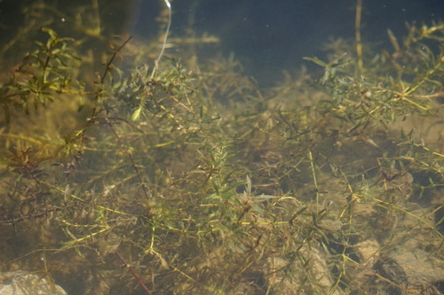 Hydrilla verticillata observed 2026-10-06