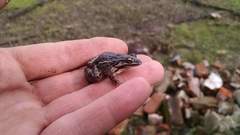 Leptodactylus latinasus