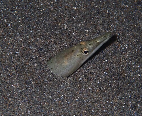 Ophisurus serpens observed 2026-10-13