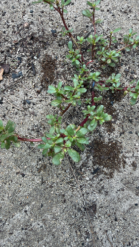 Portulaca oleracea observed 2026-10-12
