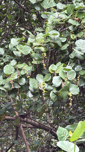 Coccoloba uvifera observed 2026-10-12