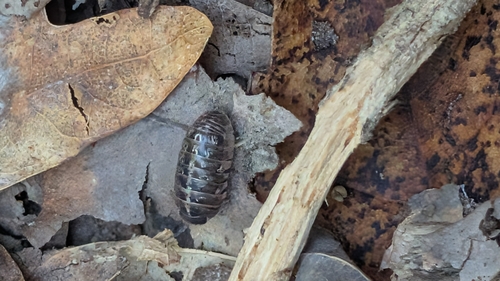 Common Pill Woodlouse