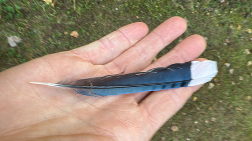 Blue Jay