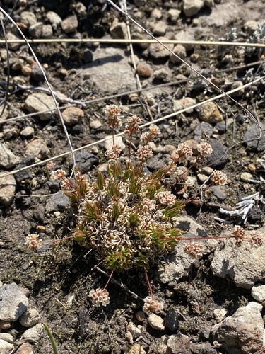 Psammotropha myriantha, 2026-10-13