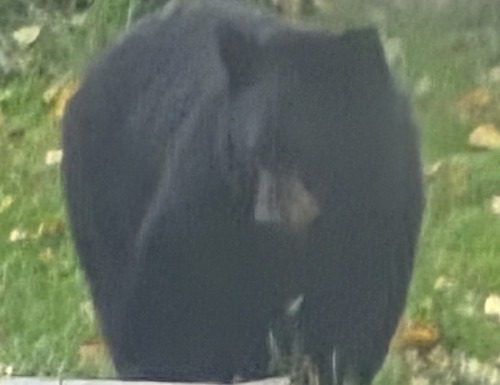 Black Bear sighting near Terrace Bay - Moe and Jo's