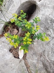 Helioscopia