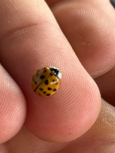 Asian Lady Beetle