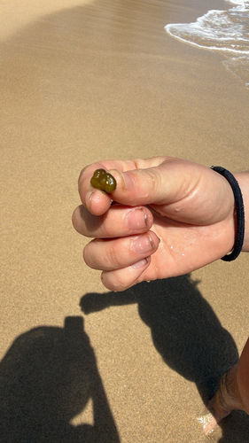 Colpomenia sinuosa observed 2026-10-12