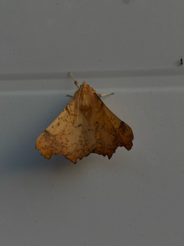 Maple Spanworm Moth