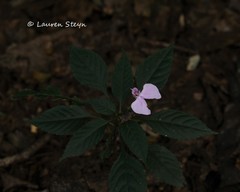 Impatiens cecilii