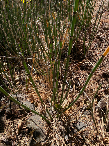 Equisetum laevigatum, 2026-10-11