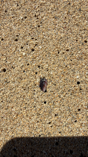 Brachidontes crebristriatus observed 2026-10-12