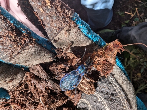 Blue Ground Beetle