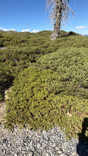 Arctostaphylos nevadensis, 2026-10-11