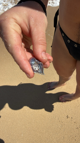 Isognomon observed 2026-10-12