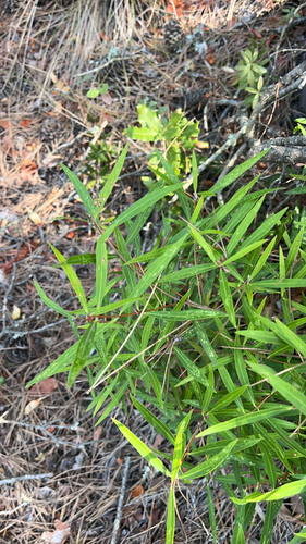 Narrow-leaved mock privet