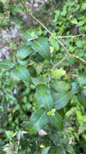 Green Olive Tree
