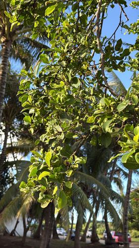 Ficus, 2026-10-12