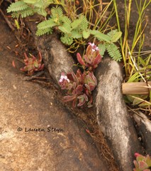 Aeollanthus serpiculoides