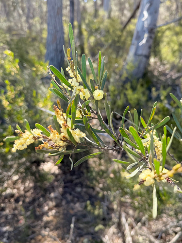 Acacia mucronata observed 2026-10-08