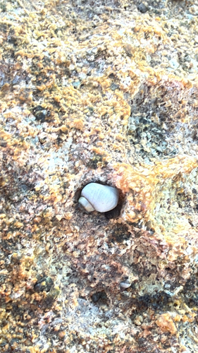 Echinolittorina hawaiiensis observed 2026-10-12