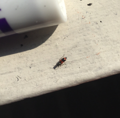 Anthocomus equestris