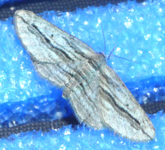 Ecleora solieraria