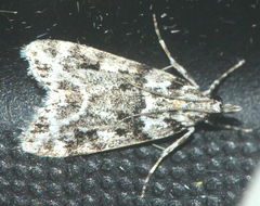 Eudonia delunella