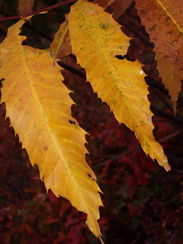American chestnut