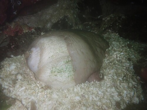 Polinices lewisii, 2026-10-12