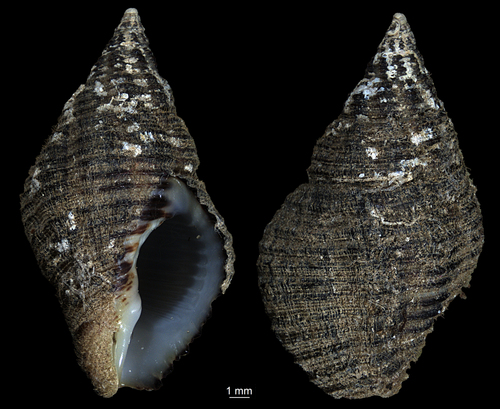 Cantharus fumosus observed 2026-09-11