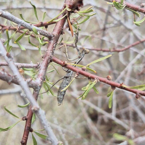 California Mantis