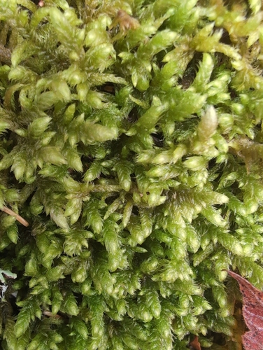 Rhytidium rugosum observed 2026-10-13