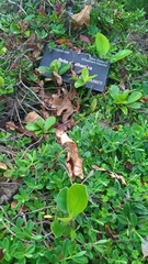 Elingamita johnsonii
