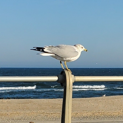 Ring-billed Gull