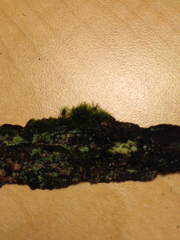 Orthodontium gracile